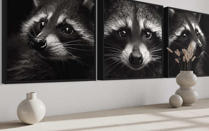 Set of 3 Raccoons Black And White Photography Style Framed Canvas Wall Art
