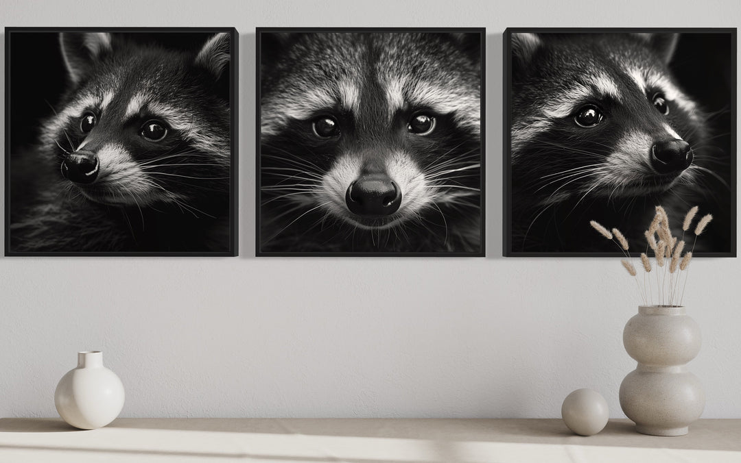 Set of 3 Raccoons Black And White Photography Style Framed Canvas Wall Art close up