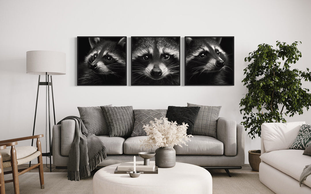 Set of 3 Raccoons Black And White Photography Style Framed Canvas Wall Art above grey couch