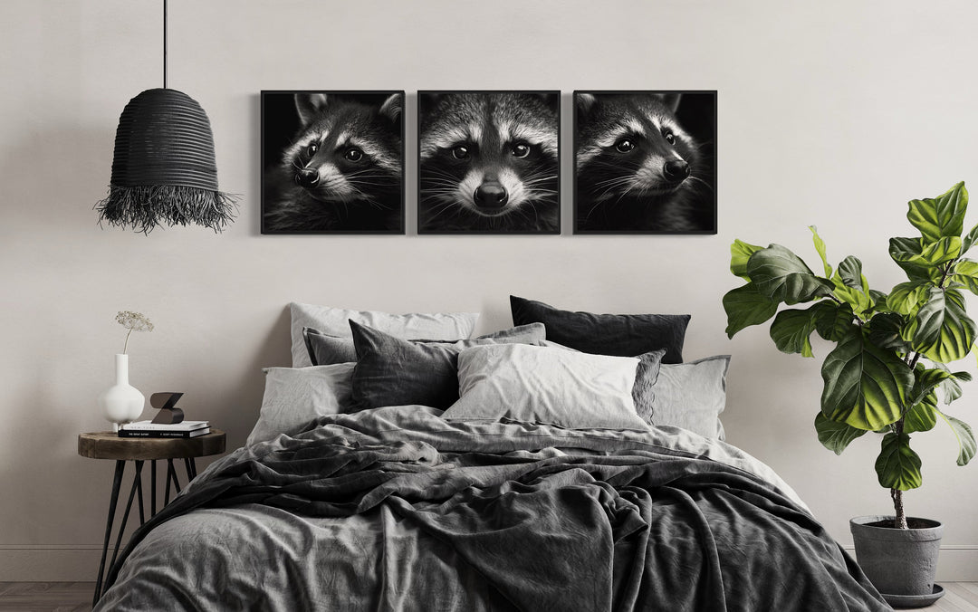 Set of 3 Raccoons Black And White Photography Style Framed Canvas Wall Art above bed